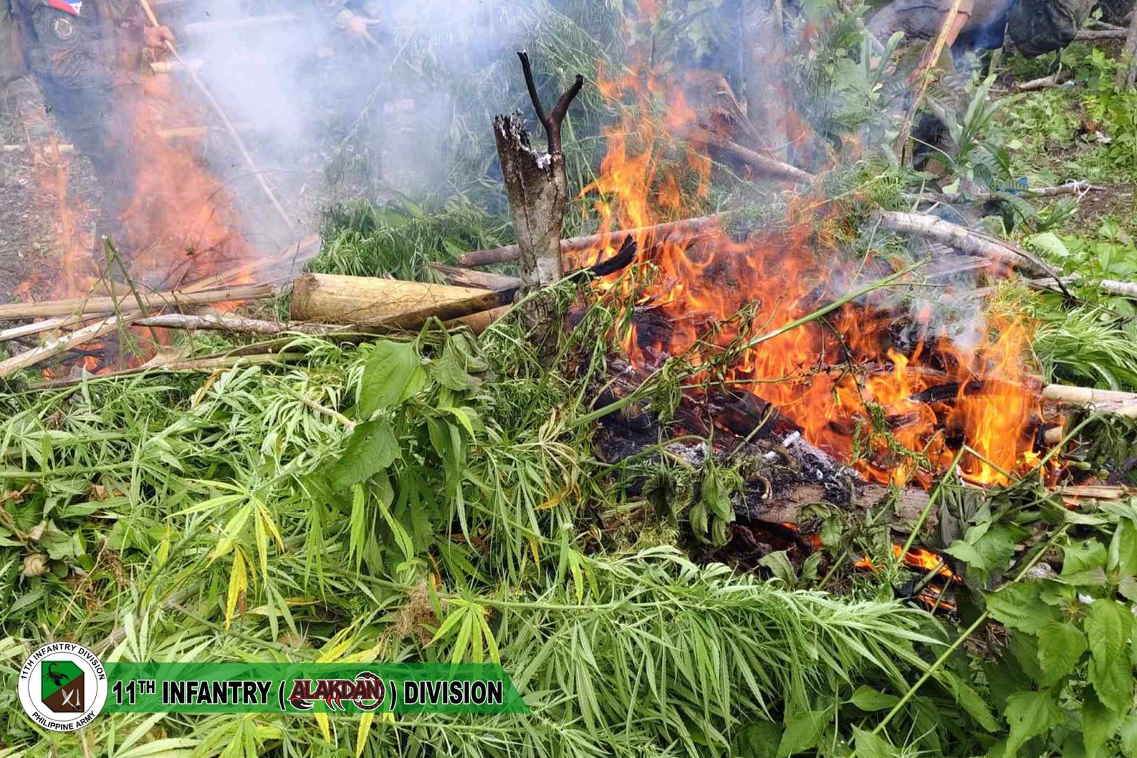 ₱10.35 Million in Marijuana Plants Uprooted in Remote Sulu Operation 5 ₱10.35 Million in Marijuana Plants Uprooted in Remote Sulu Operation
