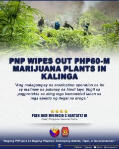 PNP-PDEA Team Razes PHP60-M Cannabis Farm in Kalinga