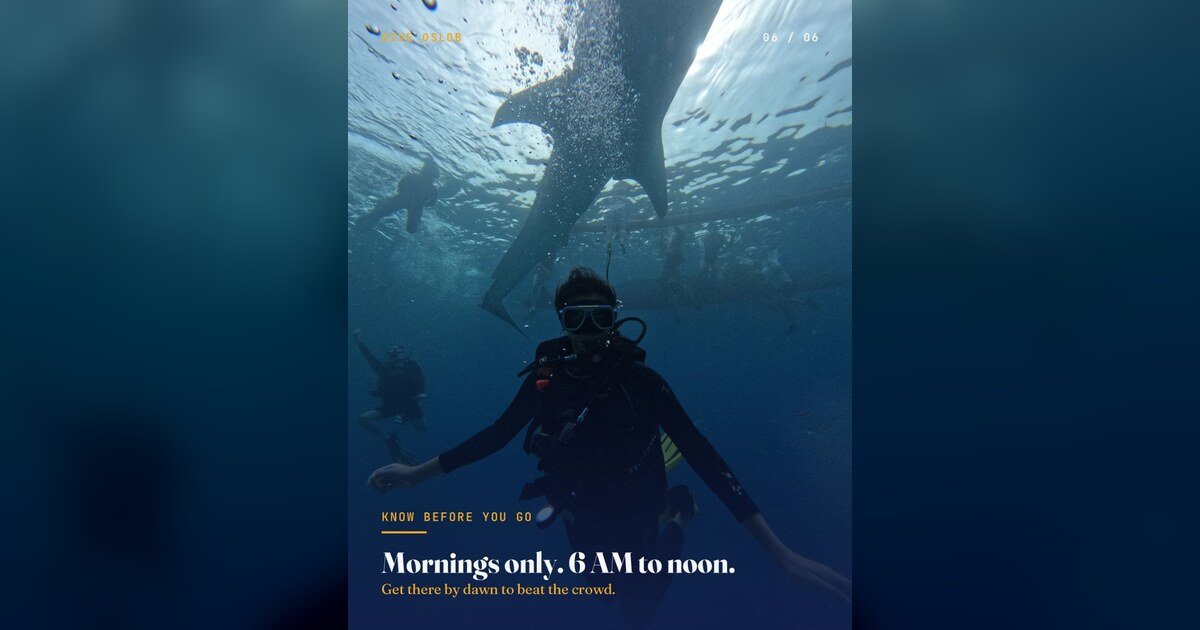 Whale Shark Swims at Oslob, Cebu: What Visitors Must Know 1 Photo courtesy of Kenneth / Breaking News Negros Oriental