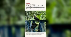 Valencia: Endangered Hornbills Spotted on Village Footbridge